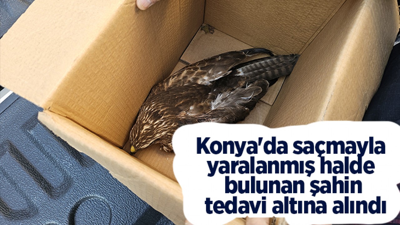 Konya'da saçmayla yaralanmış halde bulunan şahin tedavi altına alındı