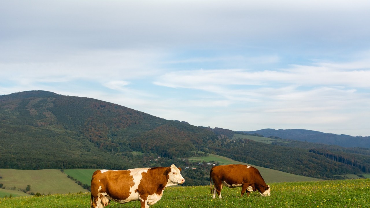 Konya'da yüz binlercesi var! Çok dikkatli olun