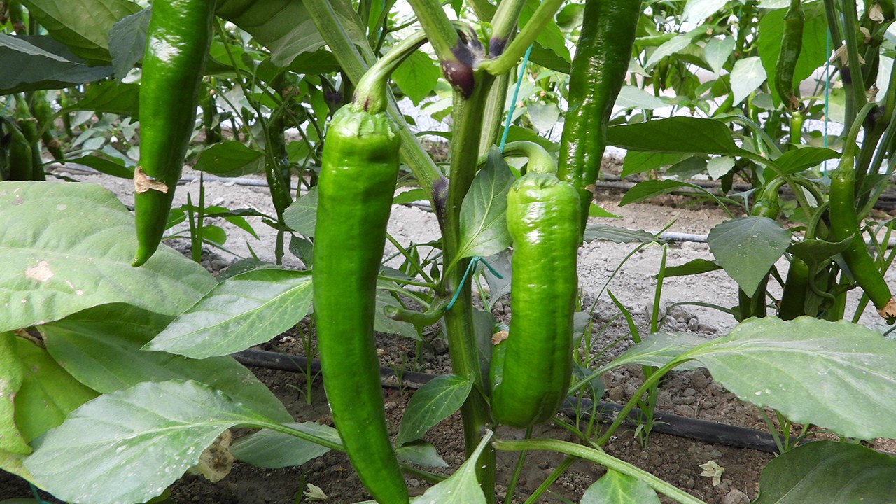 'Türkiye'nin en acı biberi zayıflamaya yardımcı oluyor'