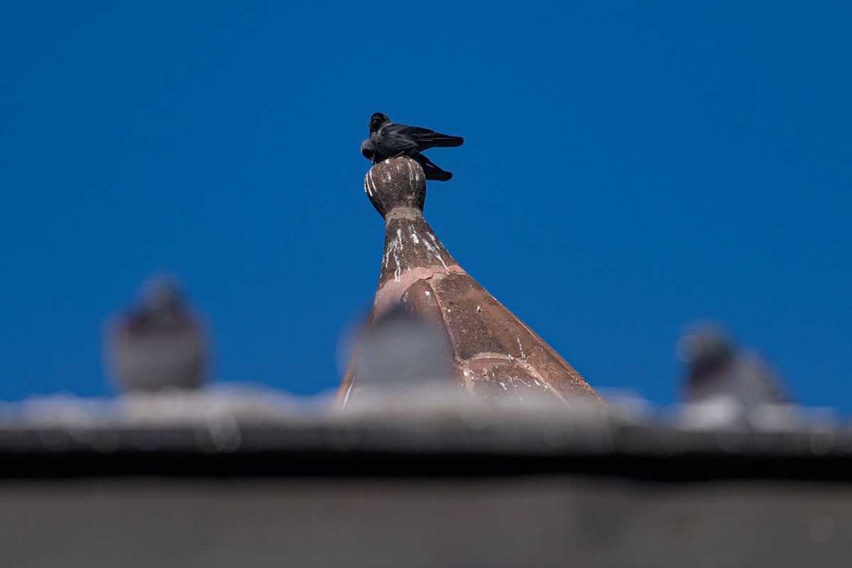 Tarihi mekanların sürekli misafirleri güvercinler