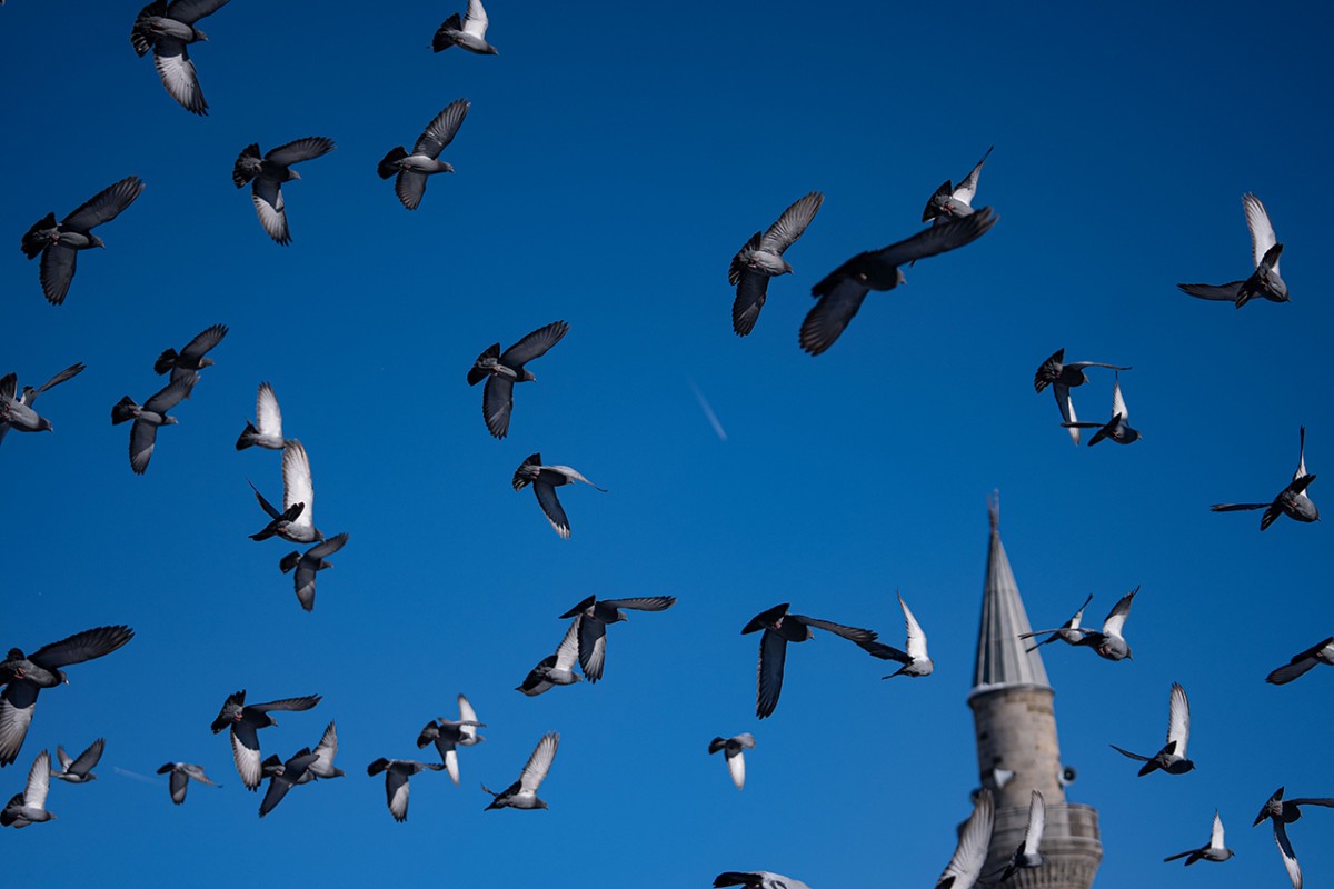 Tarihi mekanların sürekli misafirleri güvercinler