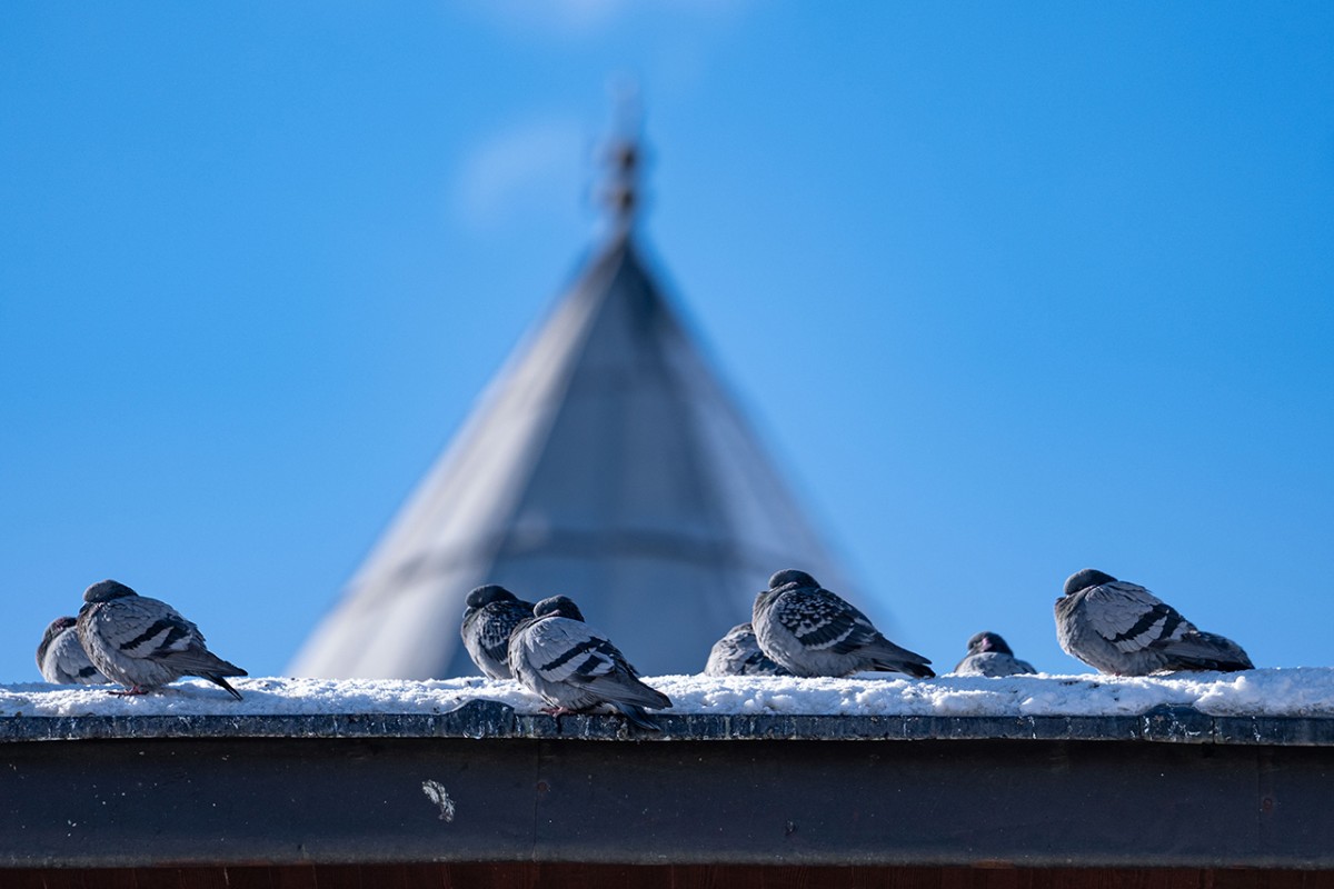 Tarihi mekanların sürekli misafirleri güvercinler