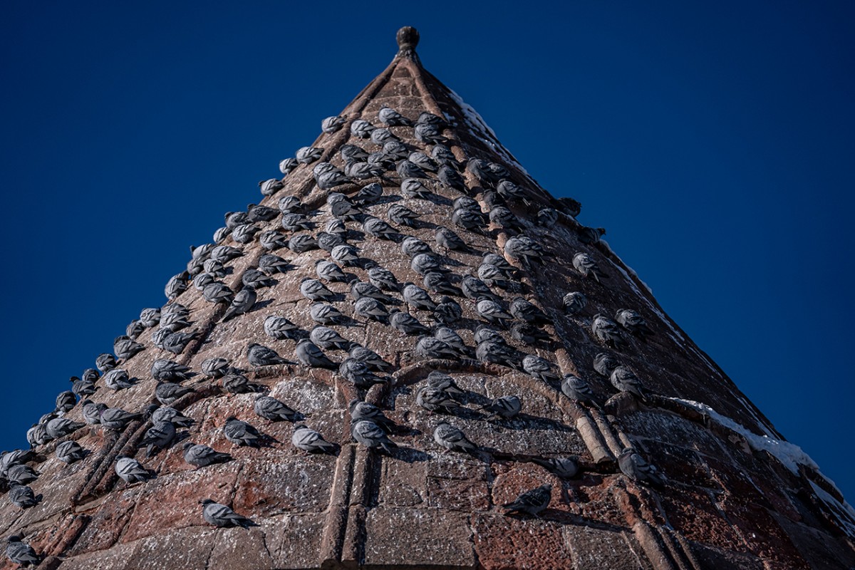 Tarihi mekanların sürekli misafirleri güvercinler