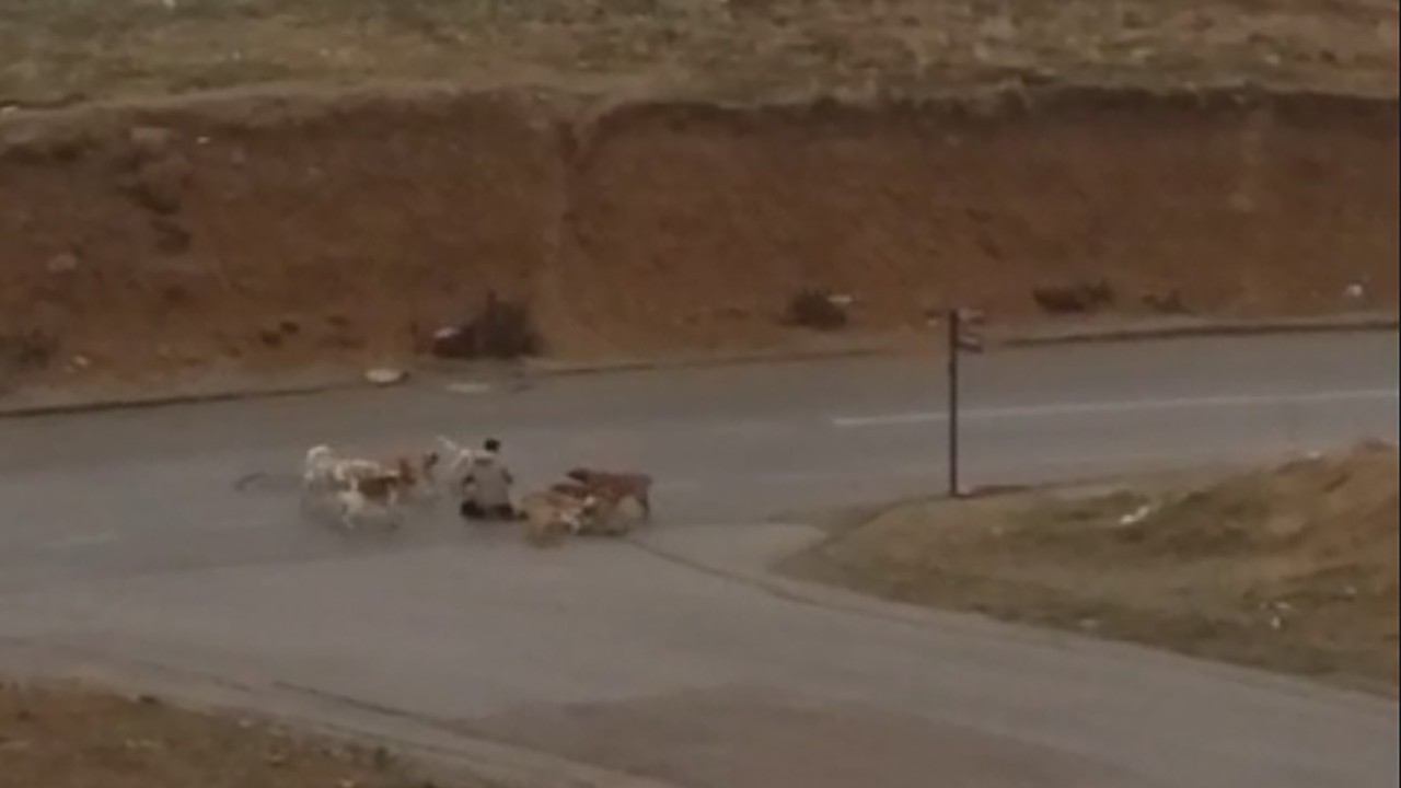Başıboş köpekler dehşet saçtı! Çaresiz adamı defalarca ısırdılar: O anlar kameraya böyle yansıdı