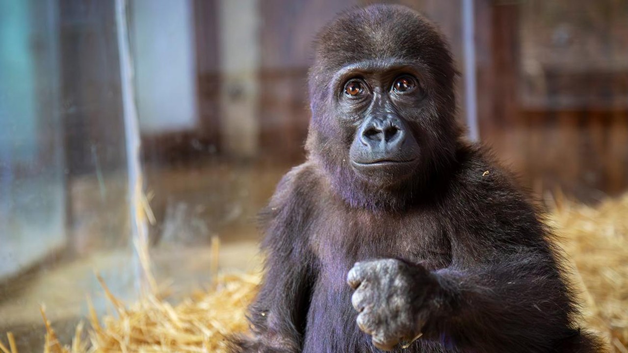 Havalimanında kargo kutusunda bulunmuştu! Yavru gorile isim aranıyor