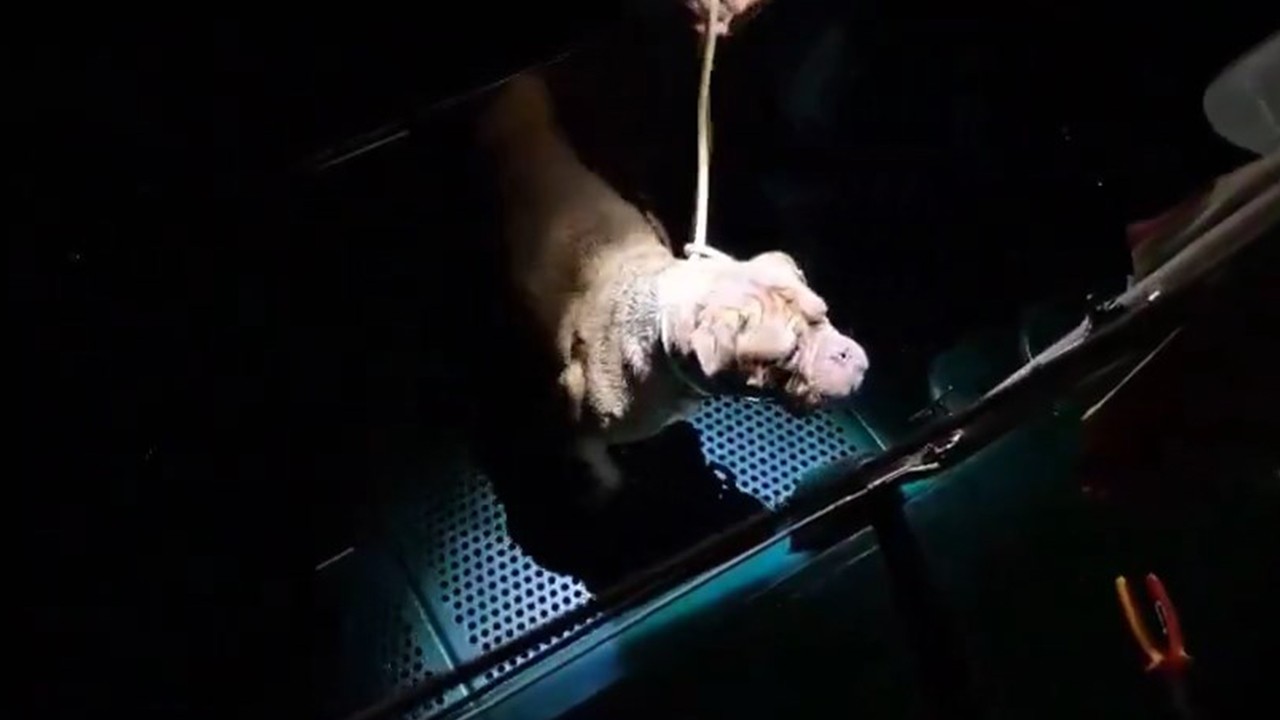 Havai fişek sesinden korkarak denize düşen köpeği polis kurtardı