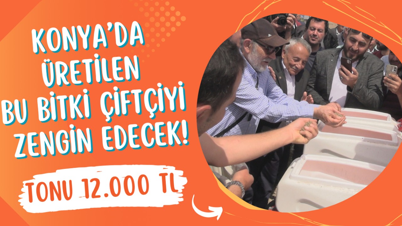 Konya’da üretilen bu bitki çiftçiyi zengin edecek! Tonu 12.000 TL