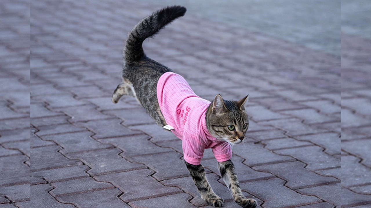 Üç bacaklı kedi "Tripod" esnafın maskotu oldu