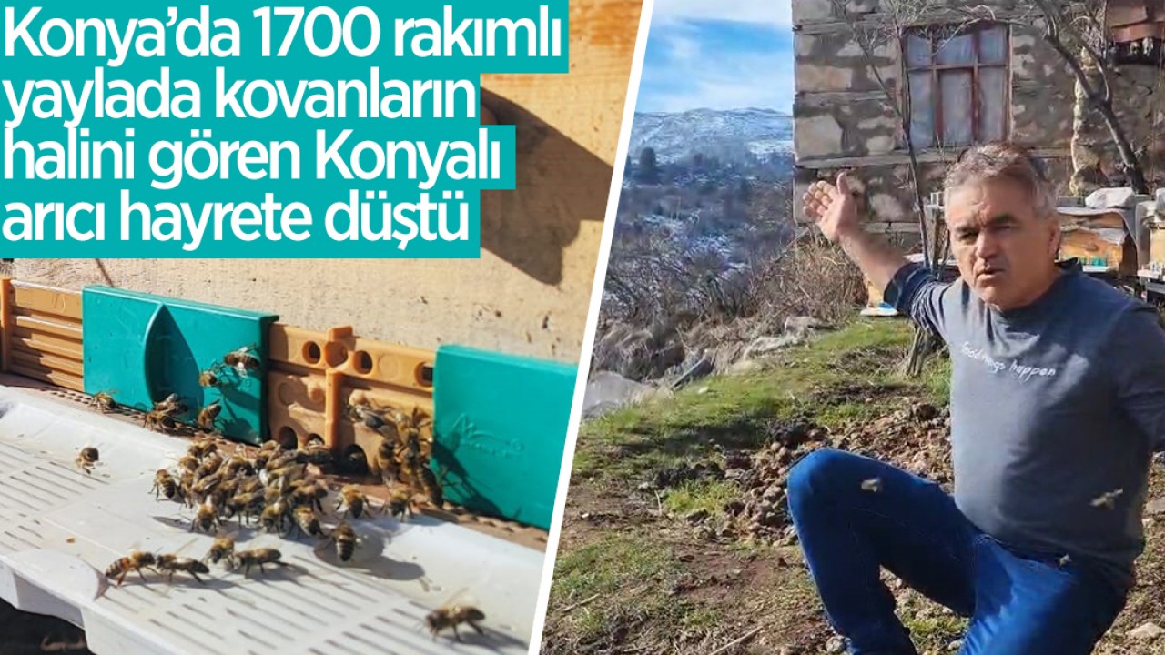 Konya’da 1700 rakımlı yaylada kovanların halini gören Konyalı arıcı hayrete düştü