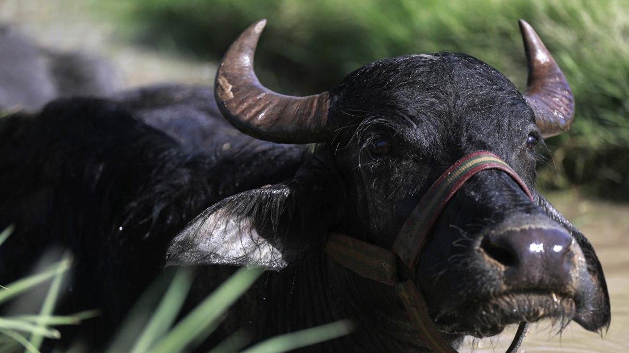 35 yıl sonra görülen şap hastalığı endişeye neden oldu