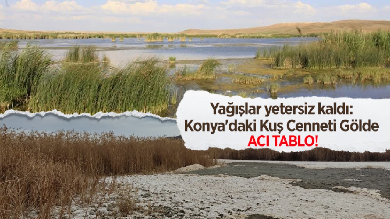 Yağışlar yetersiz kaldı: Konya'daki Kuş Cenneti Gölde acı tablo!