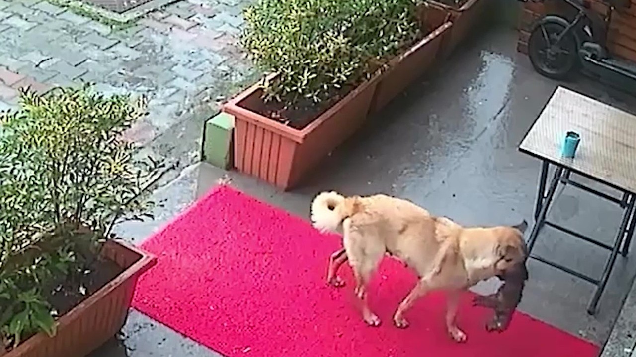 Sahipsiz köpek ölmek üzere olan yavrusunu veterinere getirdi