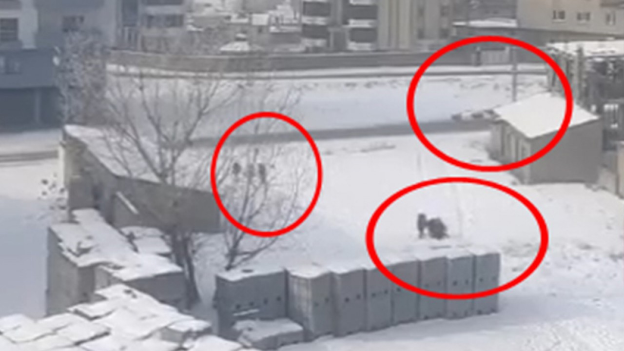 Sokak köpeklerinin öğrencilere saldırısı kamerada