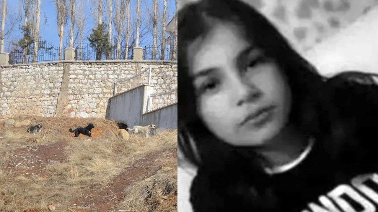 Eslem'in ölümünden sonra kentteki sokak köpekleri toplanıyor