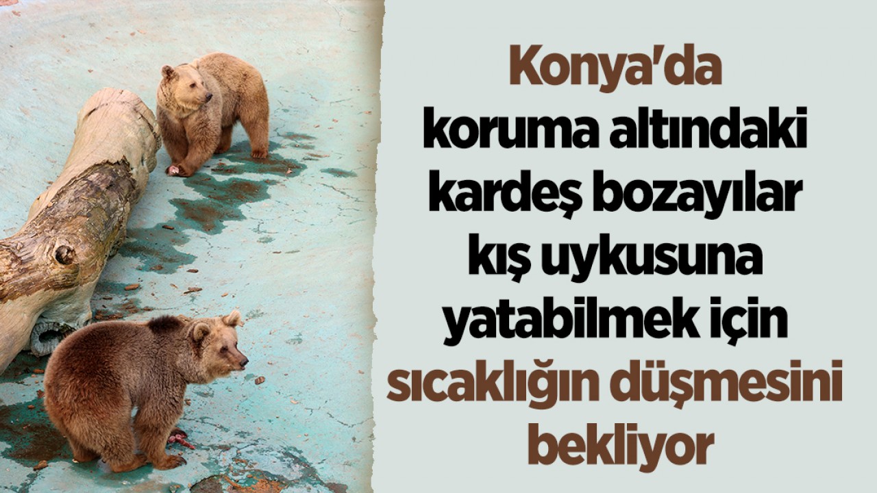 Konya'da koruma altındaki kardeş bozayılar kış uykusuna yatabilmek için sıcaklığın düşmesini bekliyor