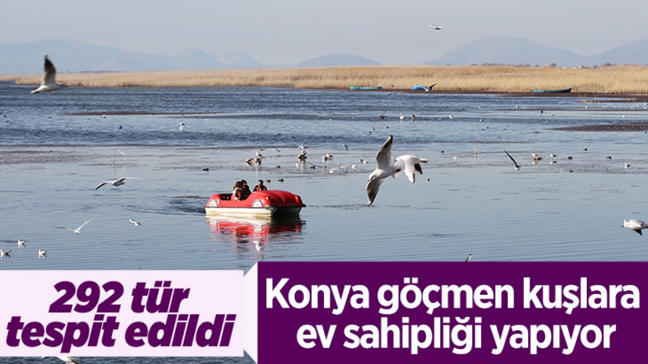 Konya göçmen kuşlara ev sahipliği yapıyor:292 tür tespit edildi