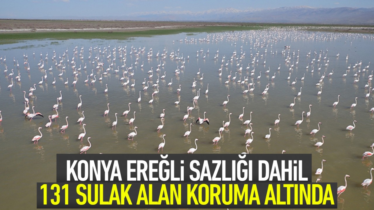 Konya Ereğli Sazlığı dahil 131 sulak alan koruma altında