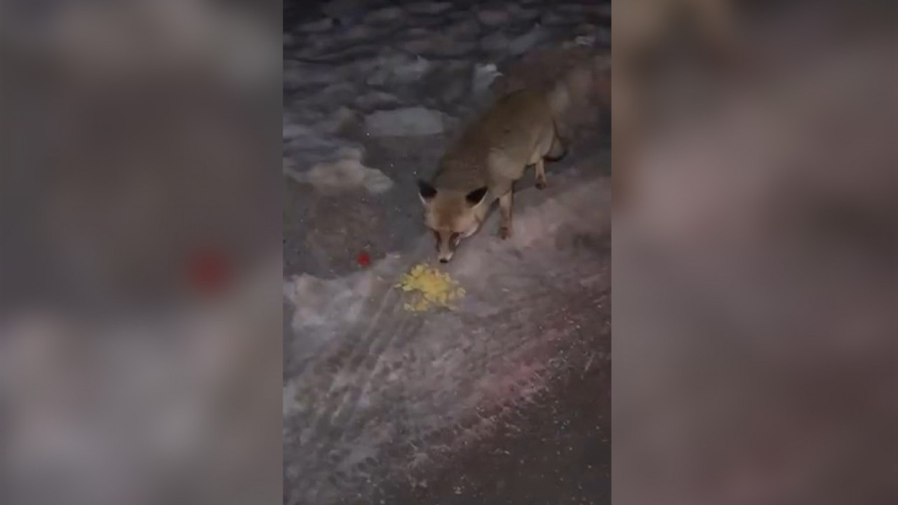 Tilkiyi elleriyle verdiği cips ile besledi