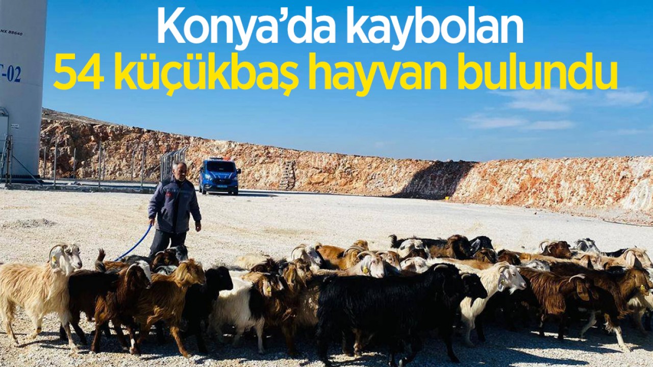 Konya'da kaybolan 54 küçükbaş hayvan bulundu