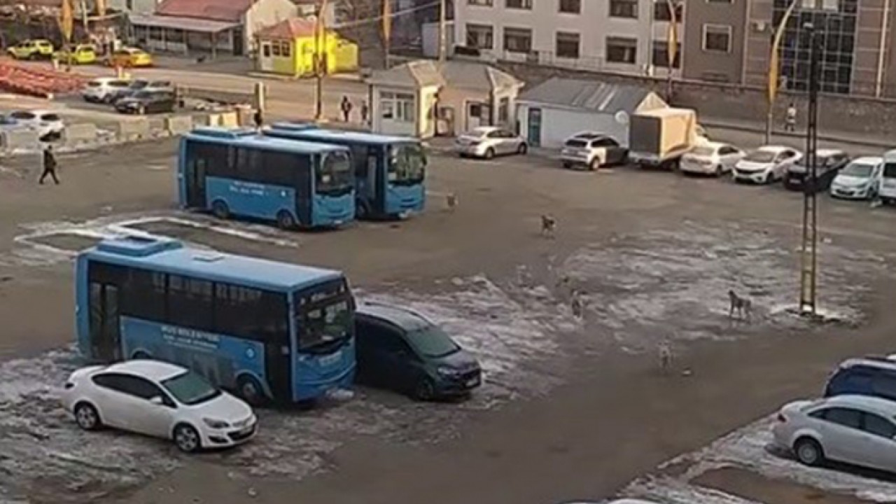 Başıboş köpeklerden kaçan öğrenci yere kapaklandı