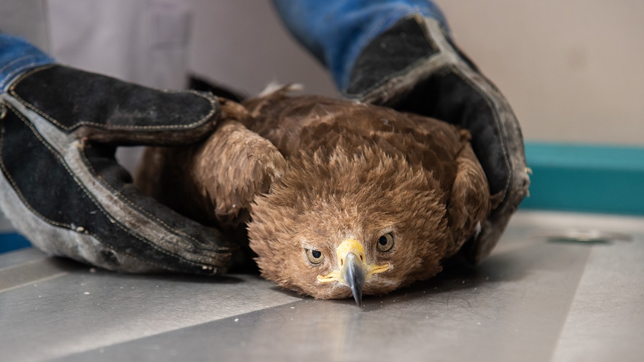 Yaralı kaya kartalı, Selçuk Üniversitesinde tedavi ediliyor