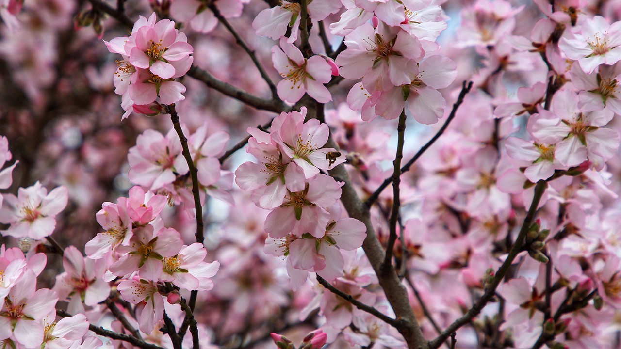 Badem ağaçları erken çiçek açtı
