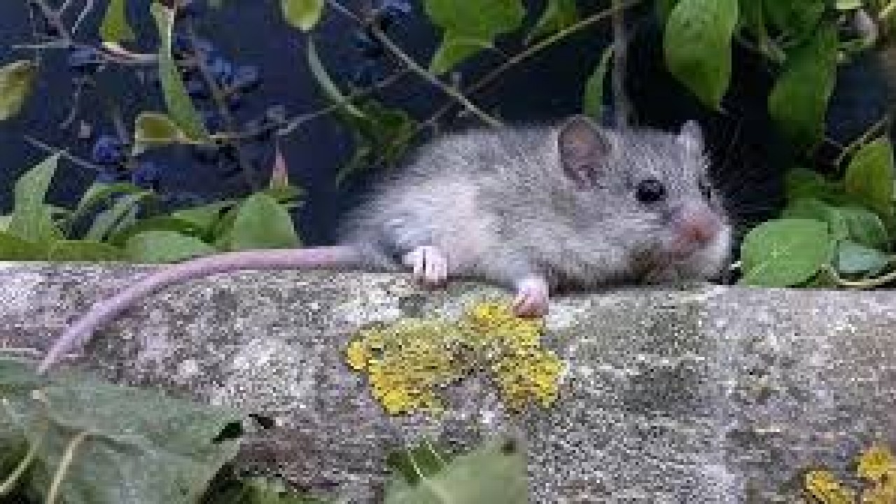 Rüyada fare görmek ne anlama gelir? Neye yorumlanır?