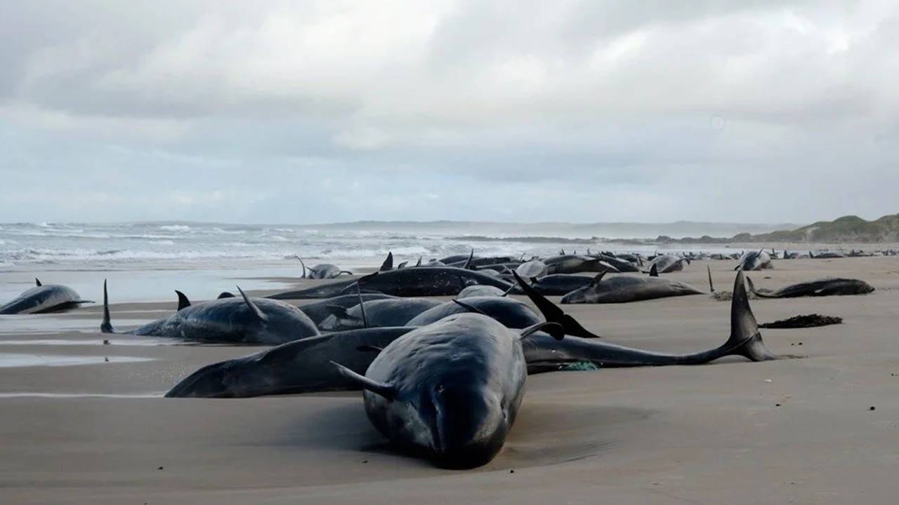 150'den fazla sahte katil balina kıyıya vurdu