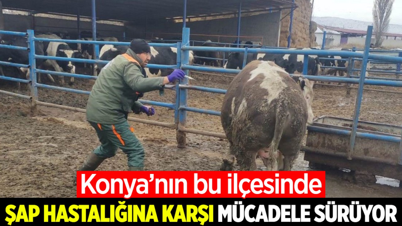 Konya'nın bu ilçesinde şap hastalığına karşı mücadele sürüyor