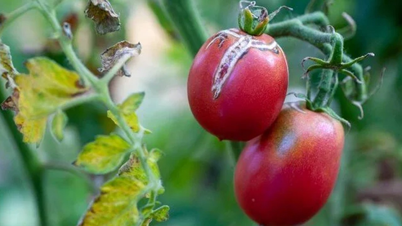 Tarımı tehdit ediyor! Virüslü domates alarmı: Bakanlık harekete geçti