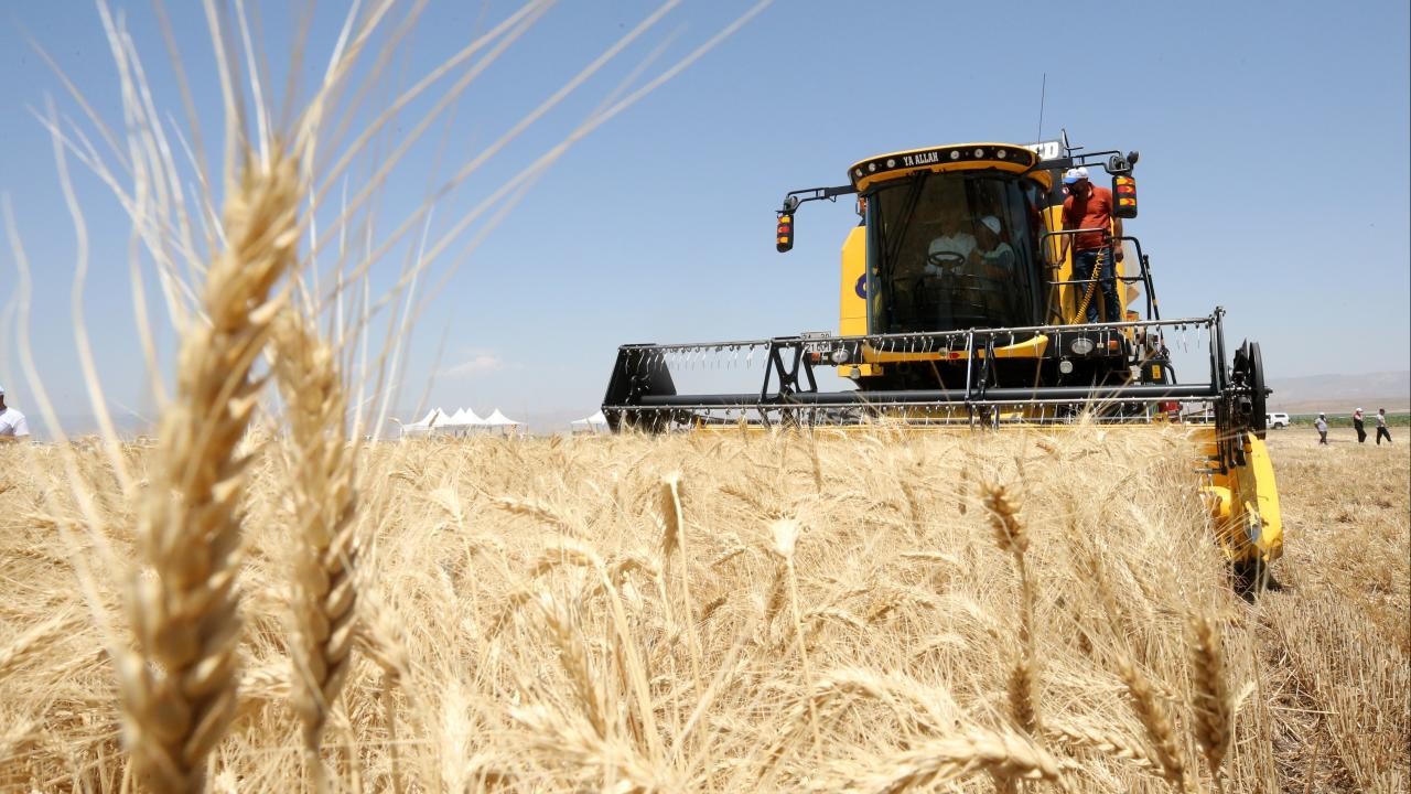 Hububat ürünleri rekoltesinde yağışlar önem taşıyor