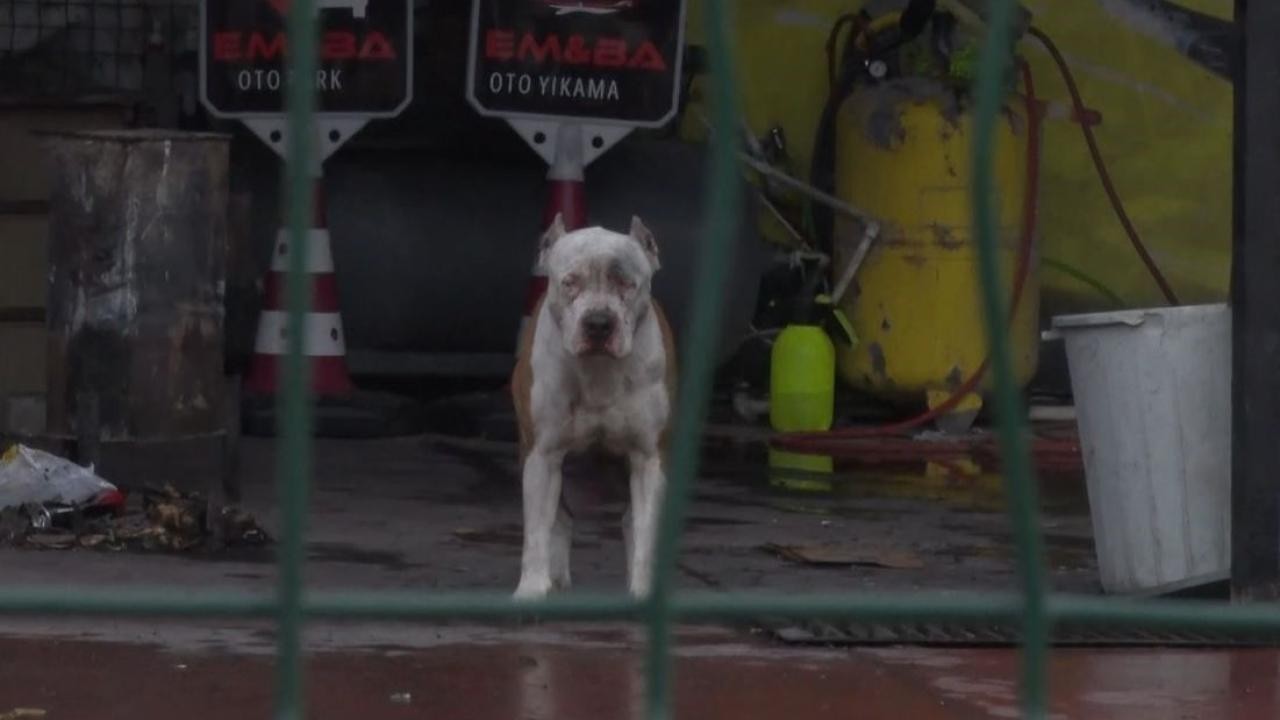 Pitbull cinsi köpeklerin saldırdığı 2 kişi yaralandı