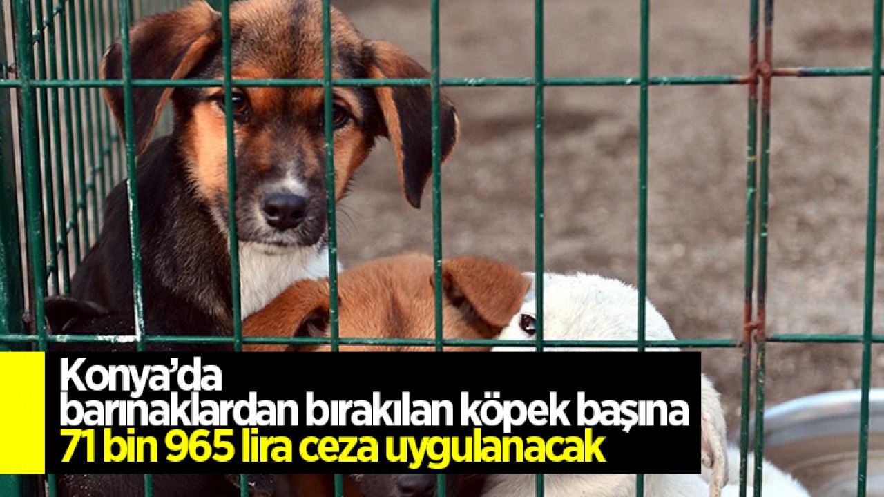 Konya'da barınaklardan bırakılan köpek başına 71 bin 965 lira ceza uygulanacak