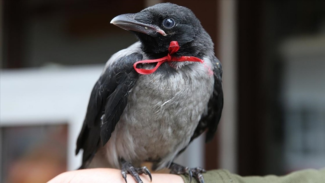 Rüyada karga görmek ne anlama gelir? Rüyada karga beslemek neye yorulur?