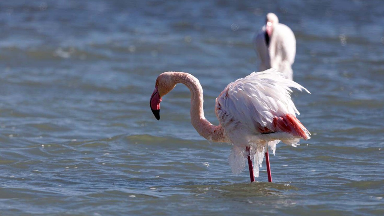 Flamingoların vücutlarında soğuktan buz sarkıtları oluştu