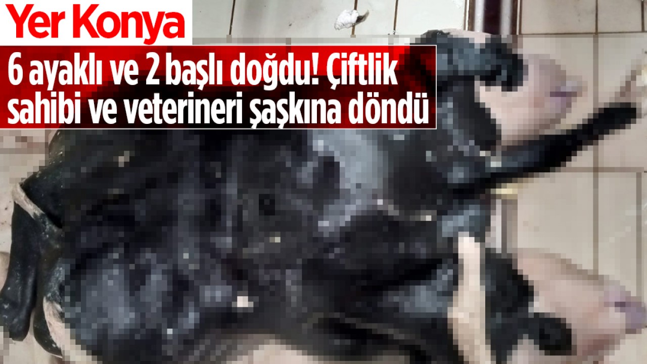 Yer Konya: 6 ayaklı ve 2 başlı doğdu! Çiftlik sahibi ve veterineri şaşkına döndü