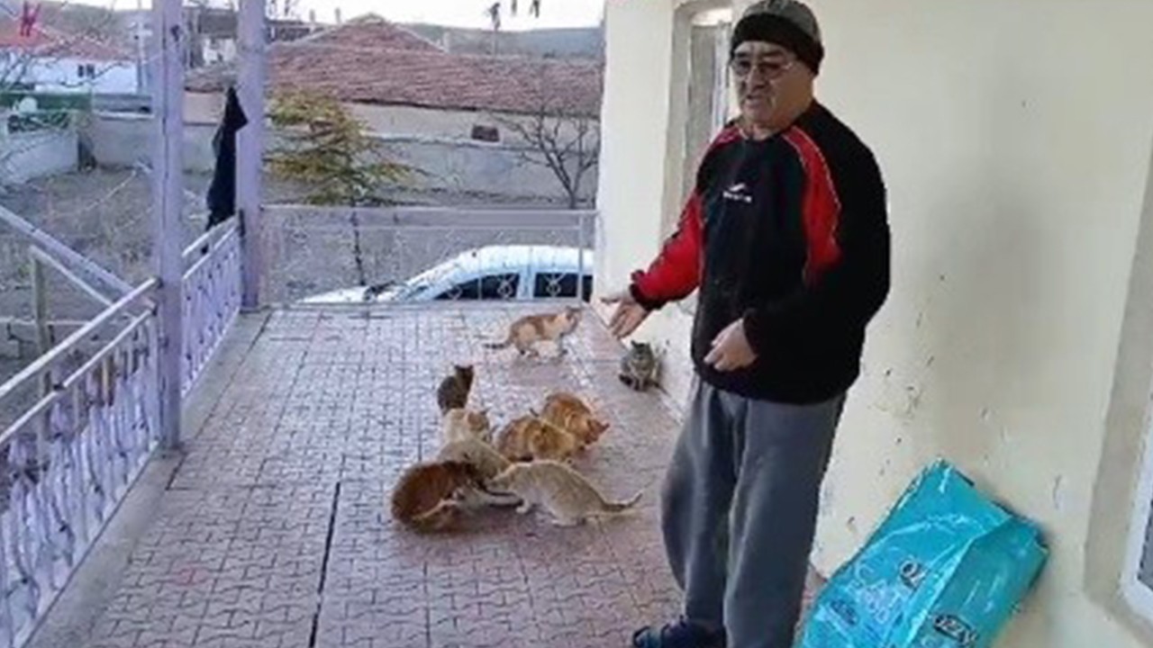 Bahçesindeki kedilere bakmak için seferber oldu