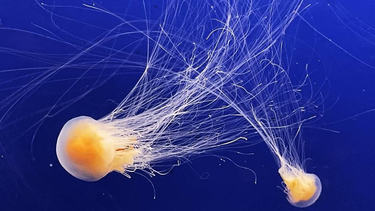 Marmara'da denizanası tehlikesi