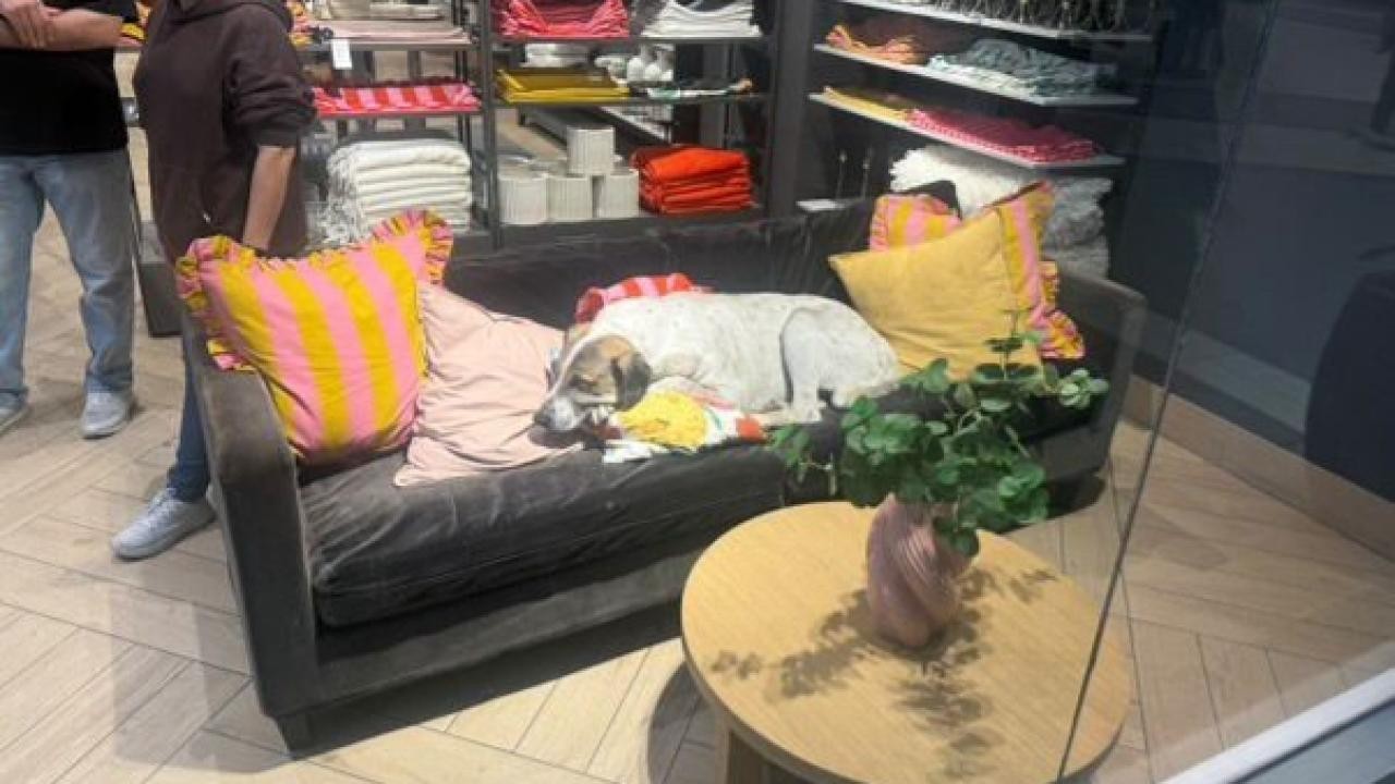 AVM'deki başıboş köpek 3 yaşındaki kız çocuğuna saldırdı