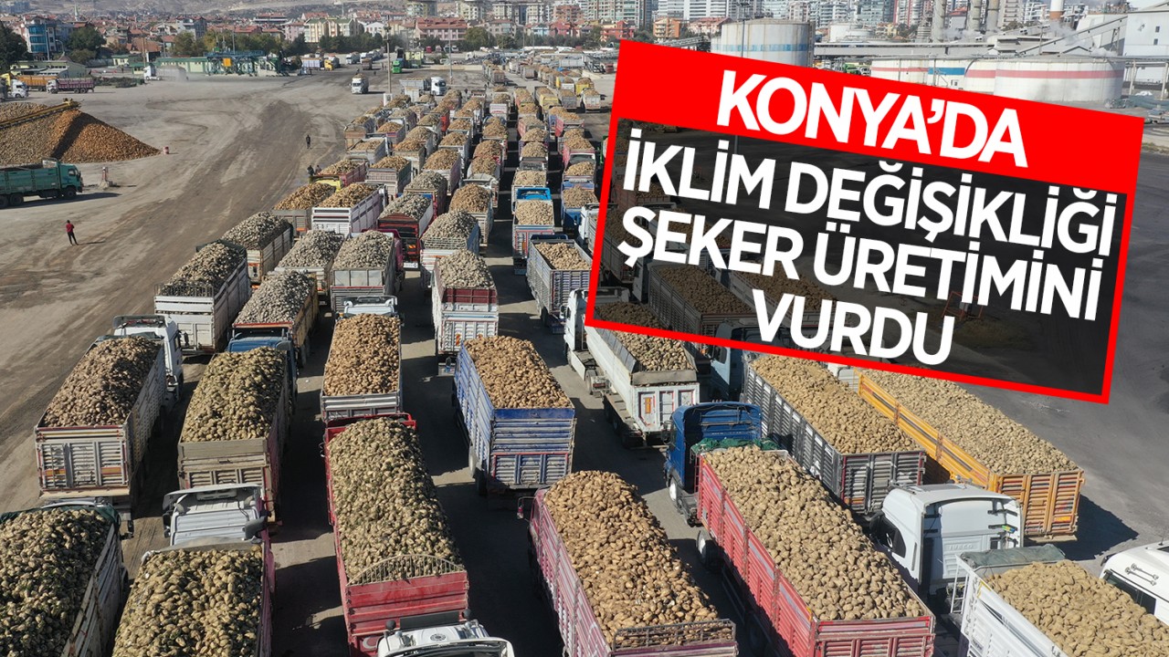 Konya'da iklim değişikliği şeker üretimini vurdu!