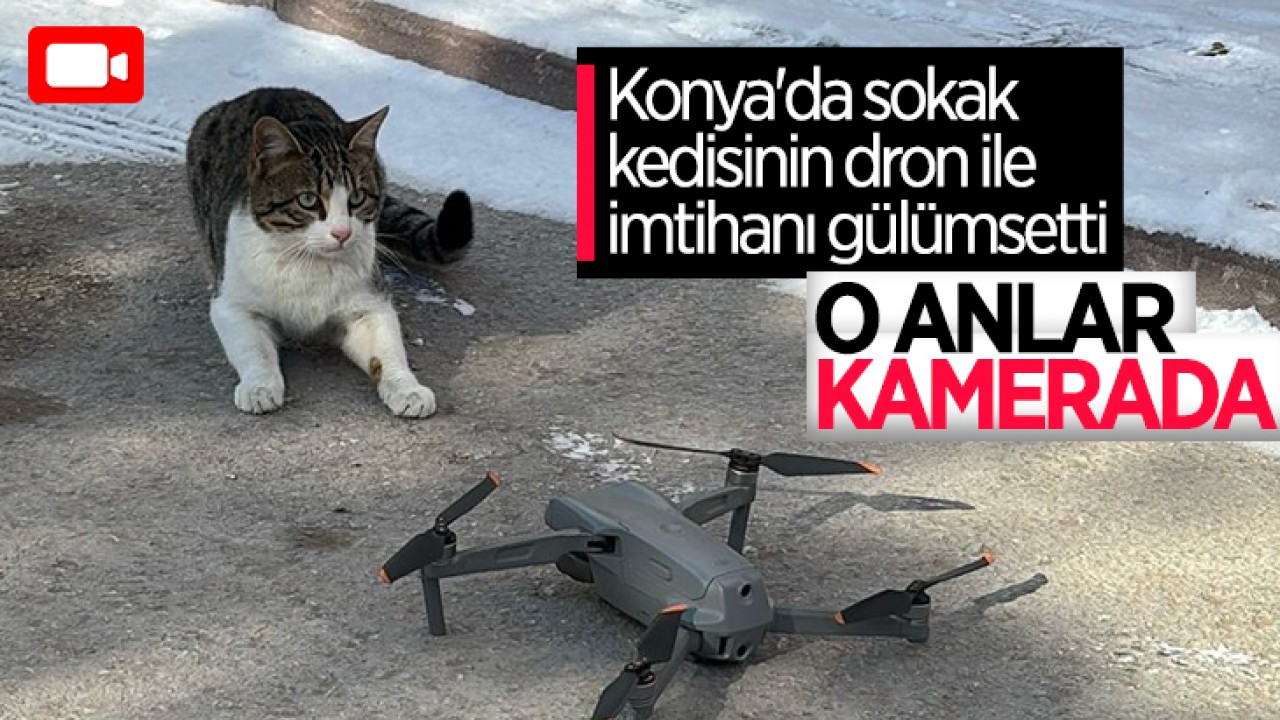 Konya'da sokak kedisinin dron ile imtihanı gülümsetti