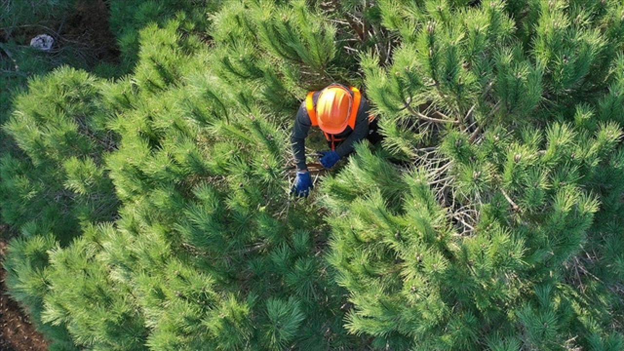 Orman Genel Müdürlüğü 4 bin 500 geçici işçi istihdam edecek