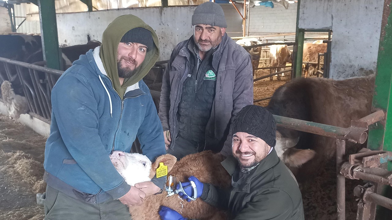 Beyşehir'de şap aşısı kampanyası sürüyor