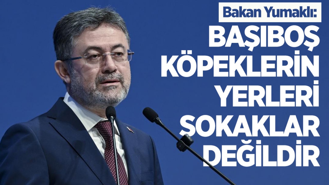 Bakan Yumaklı: Başıboş köpeklerin yerleri sokaklar değildir