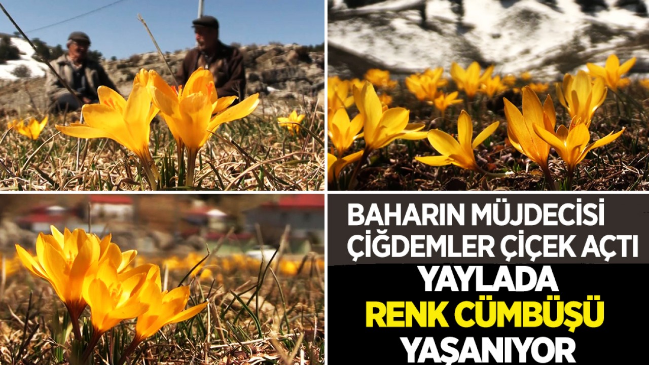 Baharın müjdecisi çiğdemler çiçek açtı: Konya'daki yaylada renk cümbüşü yaşanıyor