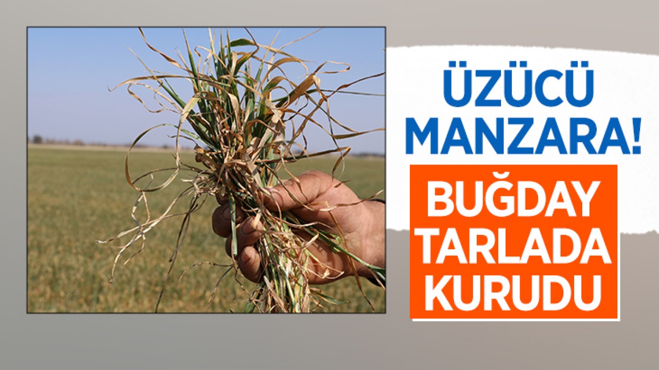 Üzücü manzara! Buğday büyümeden tarlada kurudu