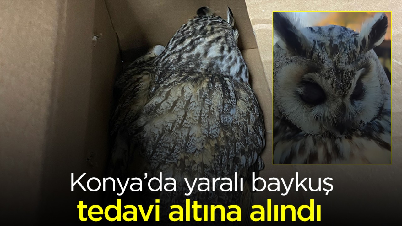 Konya'da yaralı baykuş tedavi altına alındı