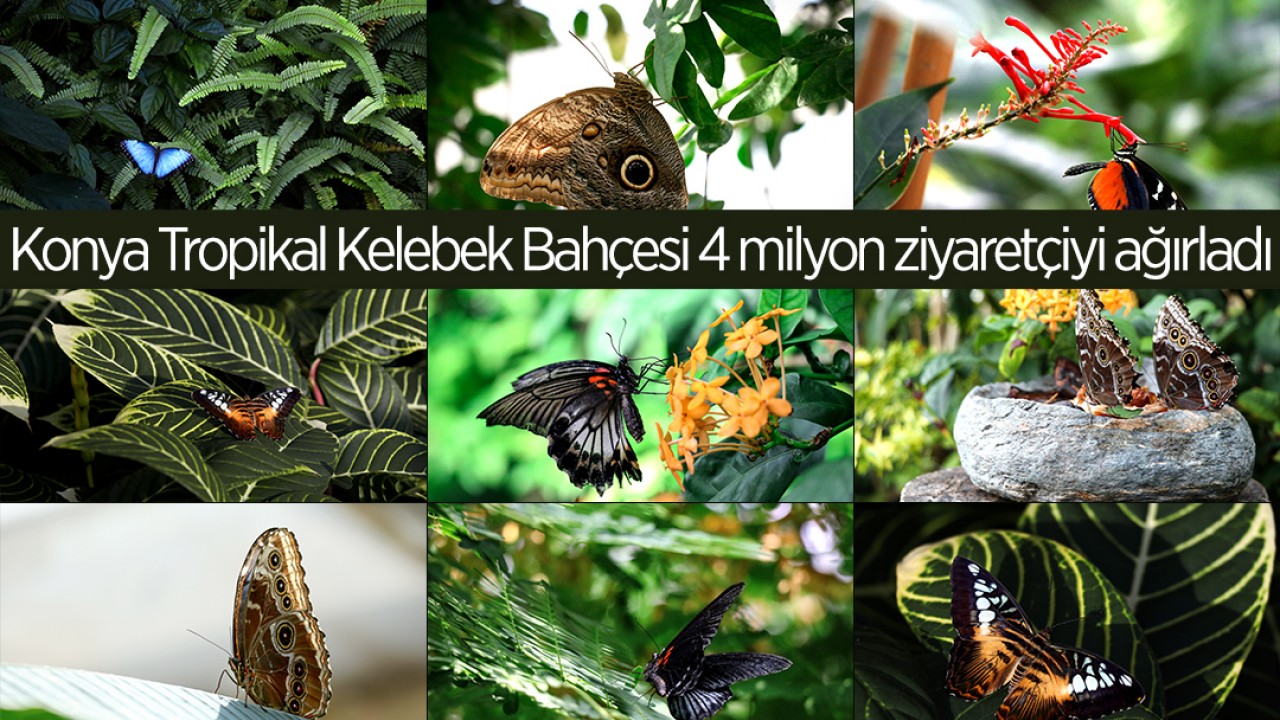 Konya Tropikal Kelebek Bahçesi 4 milyon ziyaretçiyi ağırladı
