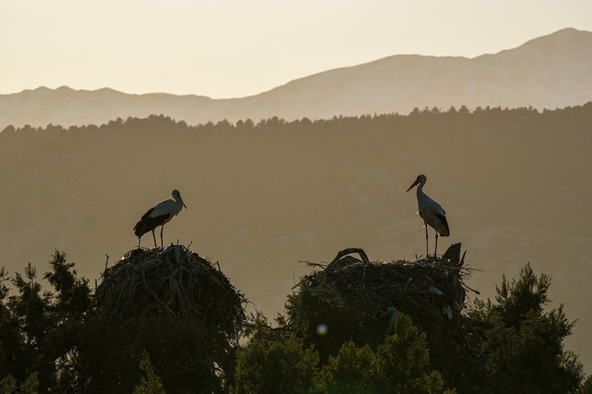 Baharın müjdecisi leylekler Beyşehir’de