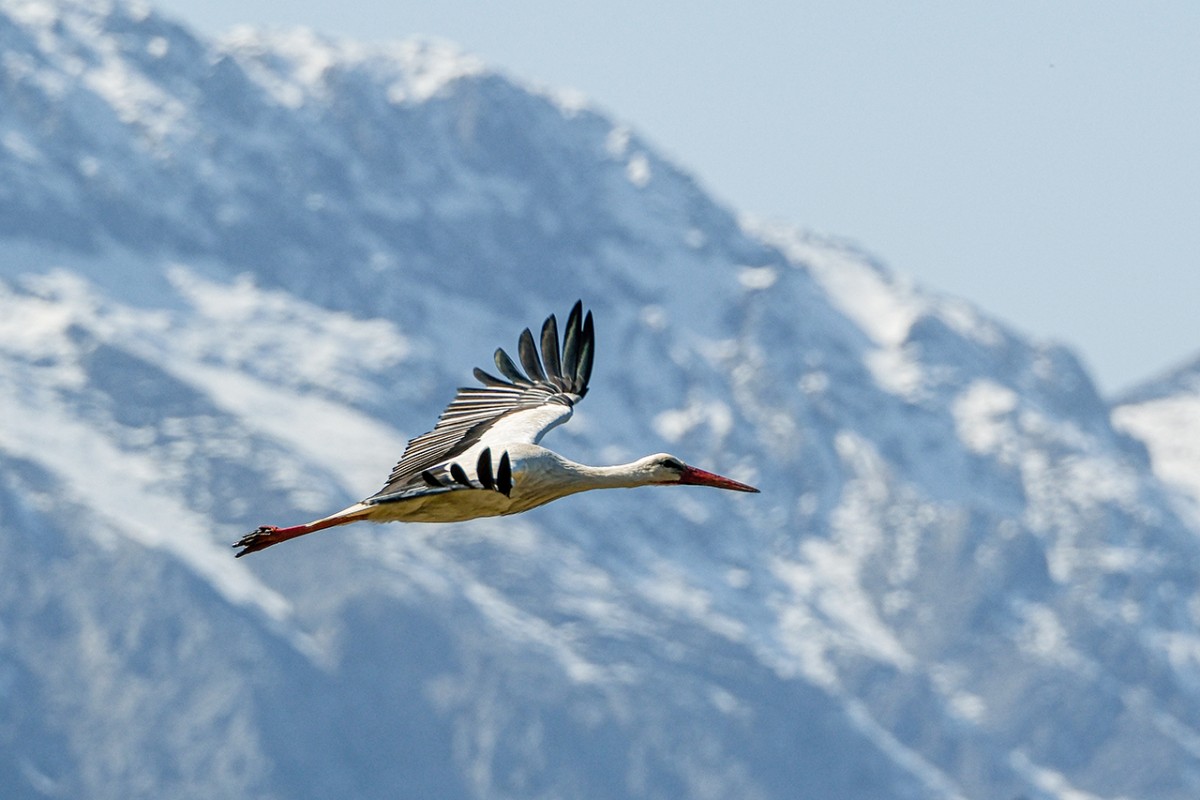 Baharın müjdecisi leylekler Beyşehir’de